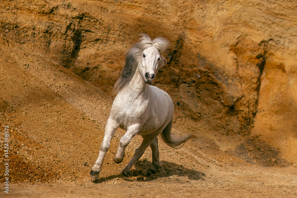 Portrait of a beautiful white icelandic horse rearing and running in a sand pit