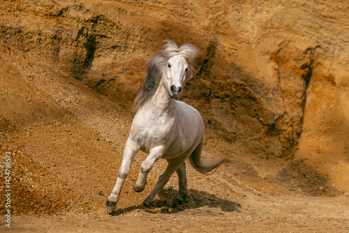Obraz na płótnie Portrait of a beautiful white icelandic horse rearing and running in a sand pit w salonie
