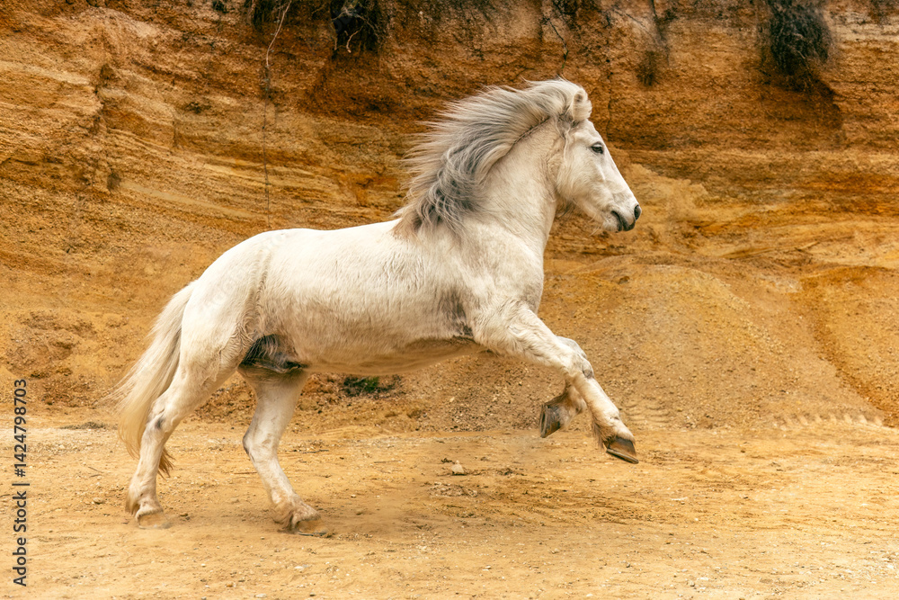 Portrait of a beautiful white icelandic horse rearing and running in a sand pit