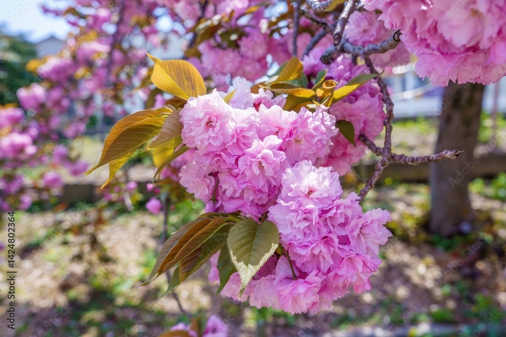 Photography Poster 光を浴びて輝く満開のピンクの八重桜 | Wall Art