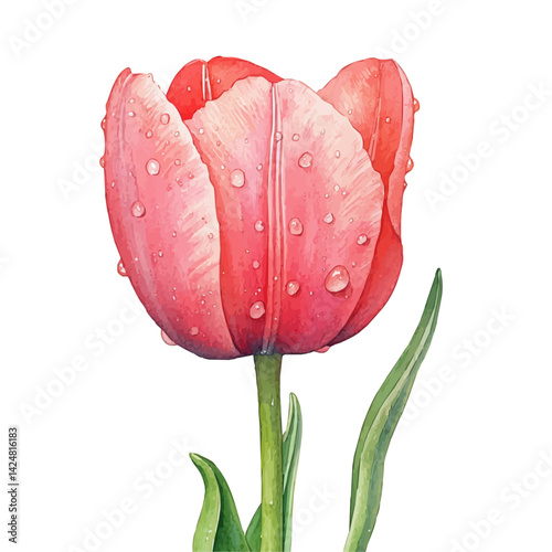 Raindrops hitting tulip petals, watercolor illustration, isolated on a white background.

