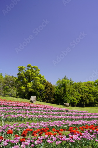 チューリップ咲き乱れる公園