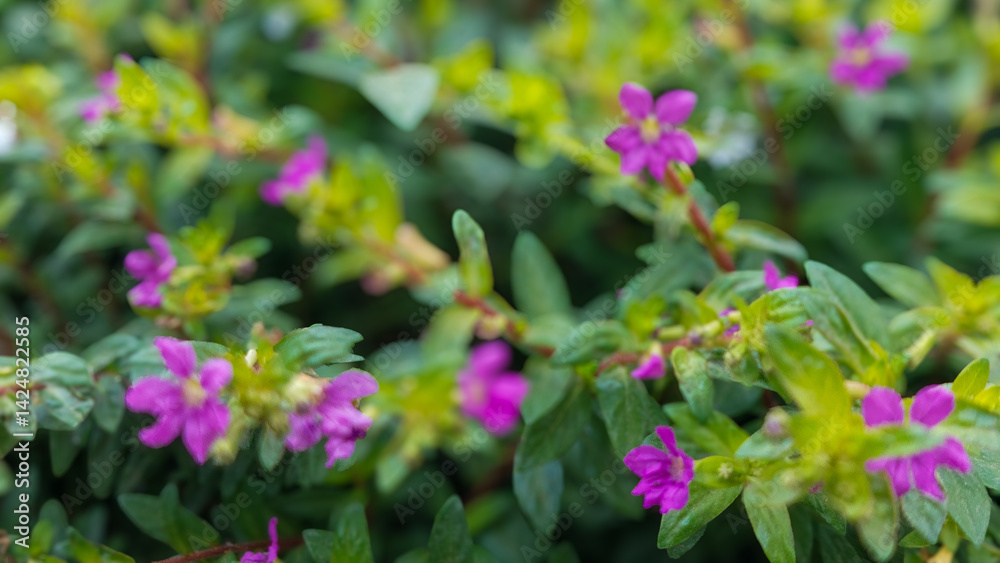 Obraz premium Blooming Purple False Heather Flowers (Cuphea hyssopifolia) with Green Leaves Close-up