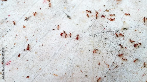 colony of red ants inside the house on wall. The concept of pesticides from insect invasion