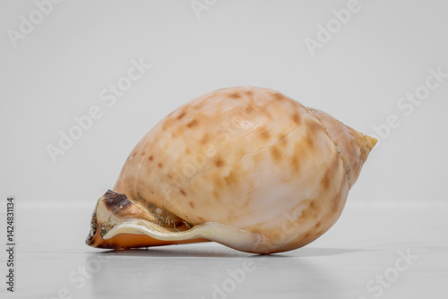 Agate Helmet (Semicassis labiata), Narooma, NSW, January 2023 photo