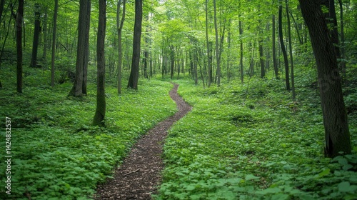 Serene Forest Path: A Journey Through Lush Greenery