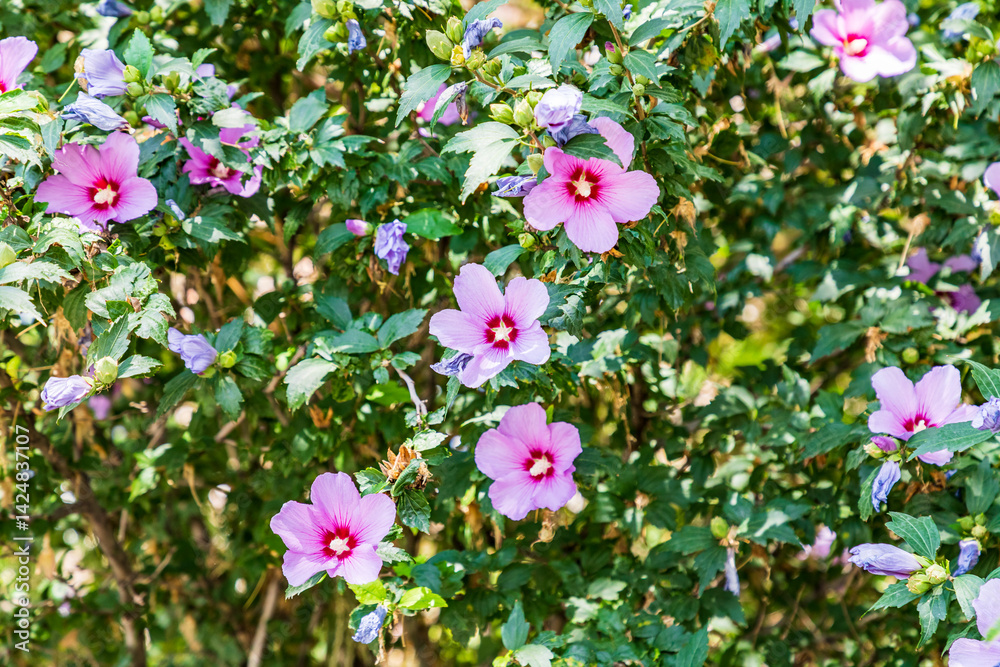 Armenia. Armavir Province. Vagharshapat. Flowers on the grounds of the Gevorkian Theological Seminary.