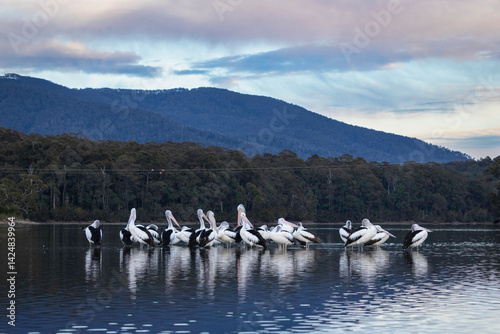 Australian pelicans (Pelecanus conspicillatus), Corunna Lake, NSW, July 2024