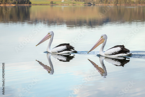 Φωτογραφία Australian pelicans (Pelecanus conspicillatus), Corunna Lake, NSW, July 2024