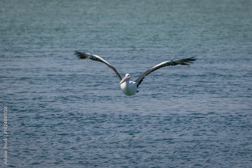 Fototapeta premium Australian pelican (Pelecanus conspicillatus) flying, Narooma, NSW, February 2025