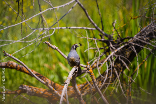  California Quail on branch