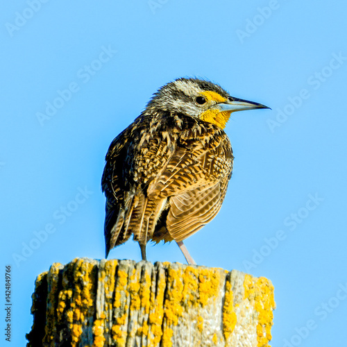 Meadowlark on post