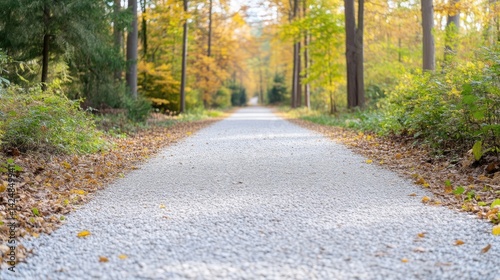 Autumn Pathway Through Woods photo