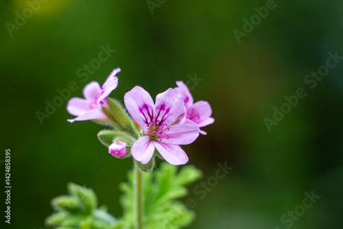 Rose or sweet scented geranium with pink flowers. Blooming plant in spring time. Copy space. Soft background. Pink Flowers. Pelargonium graveolens.