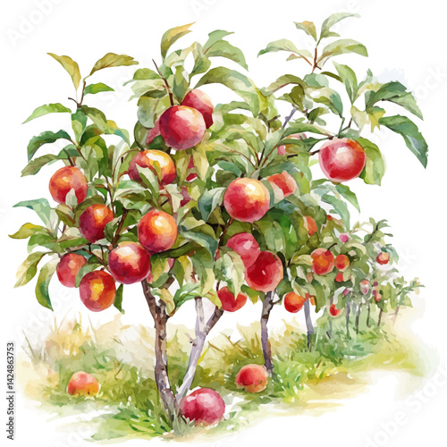 Peach orchard in autumn with ripe peaches ready, watercolor illustration, isolated on a white background.

