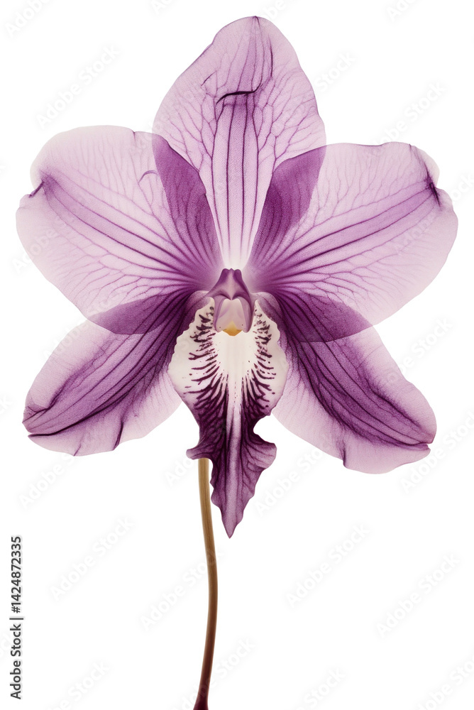 PNG Real Pressed purple orchid flower blossom petal.