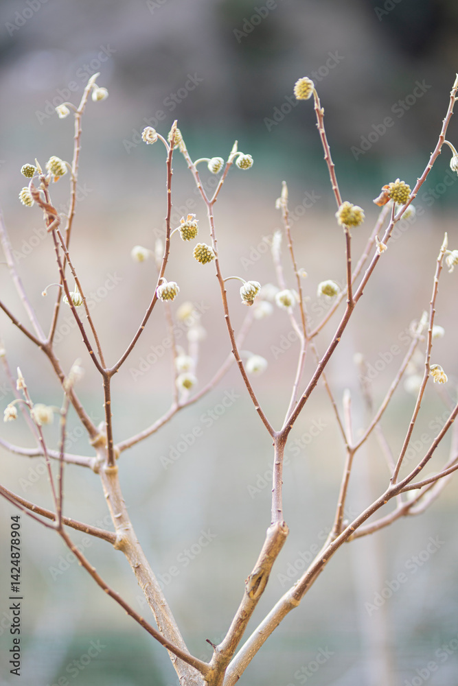 ミツマタの木の蕾 ミツマタの木の蕾