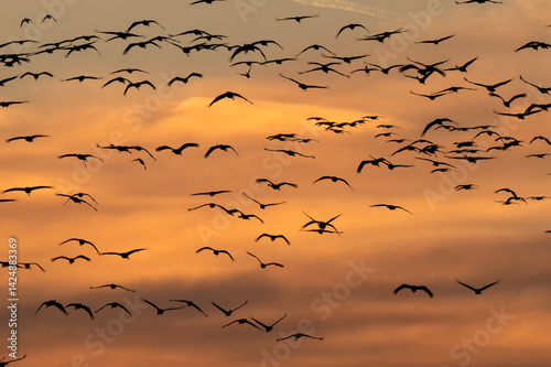 Sandhill cranes at sunset; Crane Trust; Nebraska