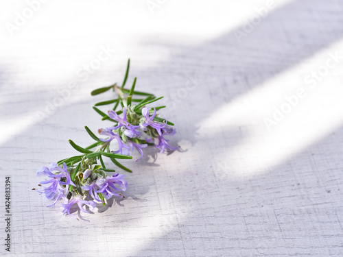 Rosemary sprig flowering isolated on white background. Aromatic evergreen shrub