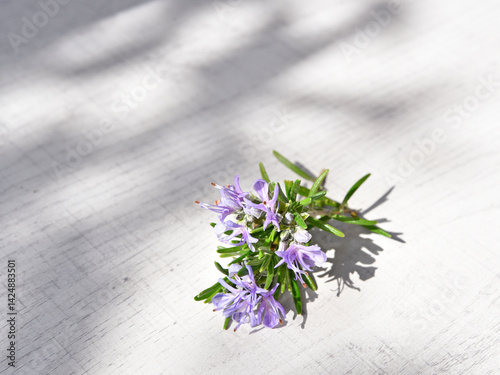 Rosemary sprig flowering isolated on white background. Aromatic evergreen shrub