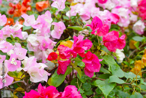 Colorful bougainvillea flowers in full bloom. A vibrant mix of pink, orange, yellow, and white
