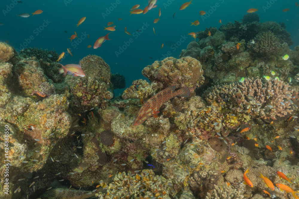 Naklejka premium Fish swimming in the Red Sea, colorful fish, Eilat Israel