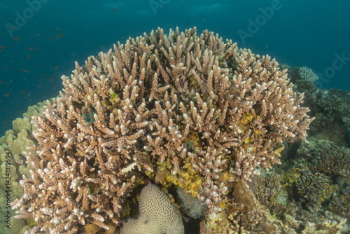 Fototapeta Naklejka Na Ścianę i Meble -  Coral reef and water plants in the Red Sea, Eilat Israel
