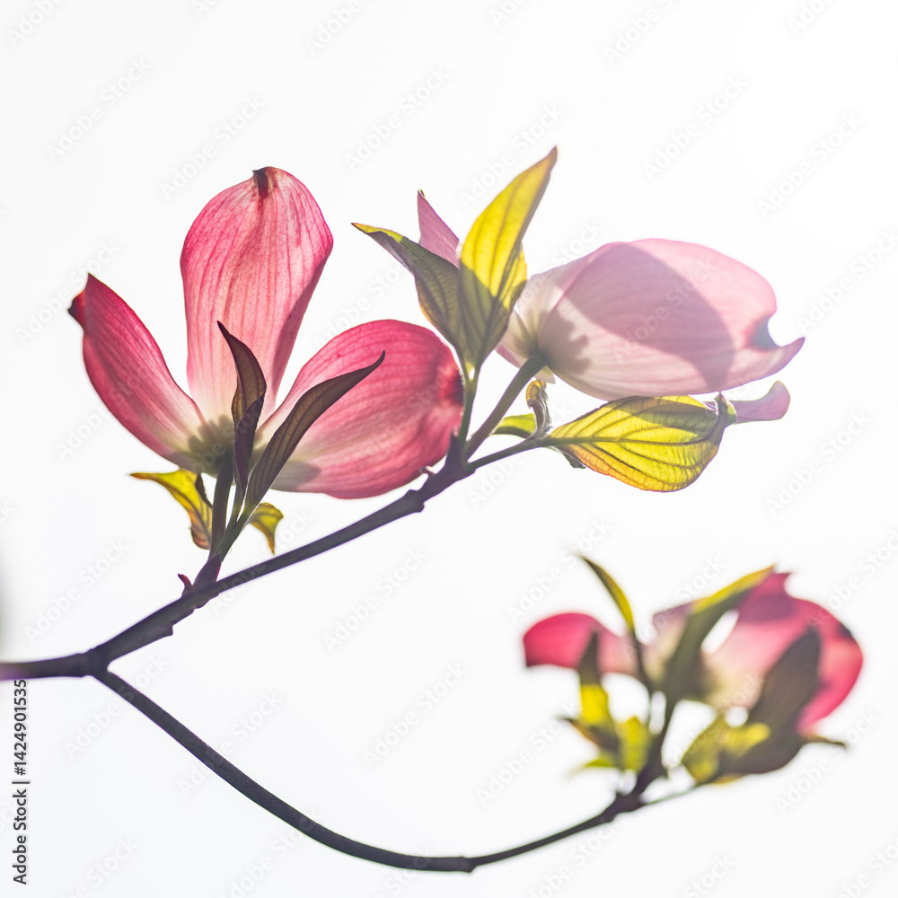 Blooming of dogwood (Cornus florida) in Japan in April.