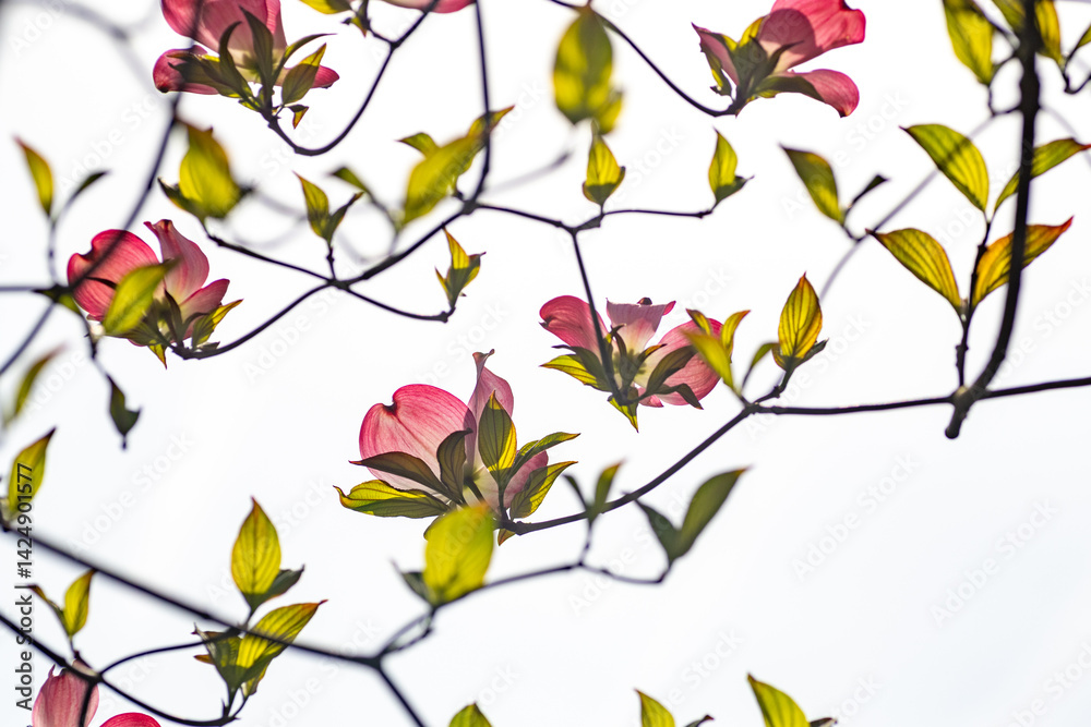 Blooming of dogwood (Cornus florida) in Japan in April.