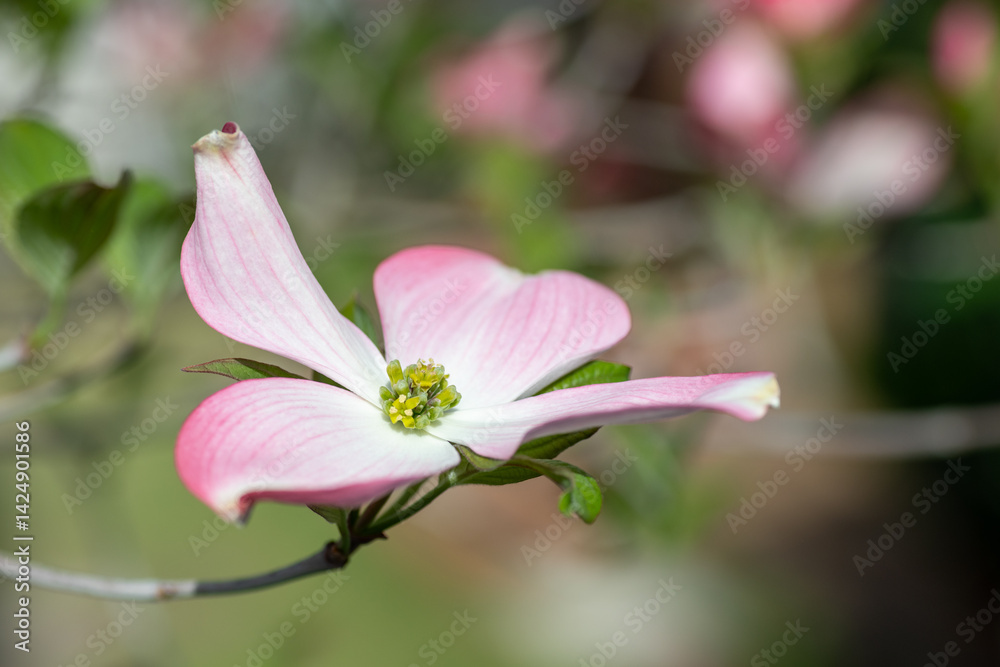 Blooming of dogwood (Cornus florida) in Japan in April.