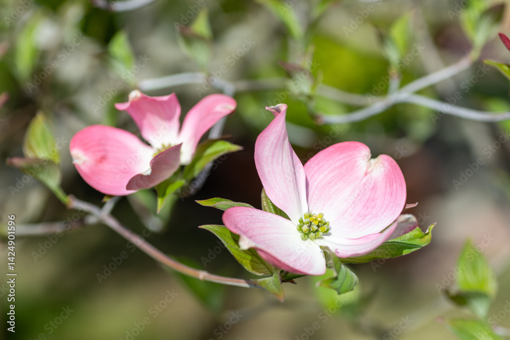 Blooming of dogwood (Cornus florida) in Japan in April.