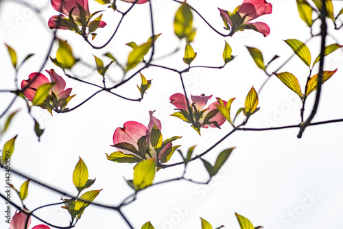 Obraz na płótnie Blooming of dogwood (Cornus florida) in Japan in April. w salonie
