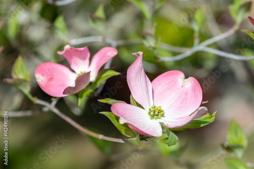 Obraz na płótnie Blooming of dogwood (Cornus florida) in Japan in April. w salonie