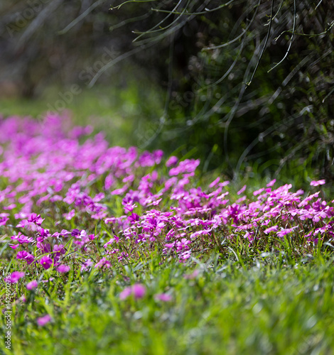 Pink Carpet of Wildflowers Under the Sunlight