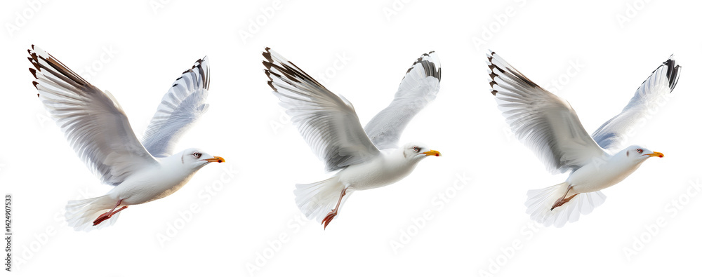 Obraz premium Three Seagulls in Flight Against a Transparent Background with Wings Spread