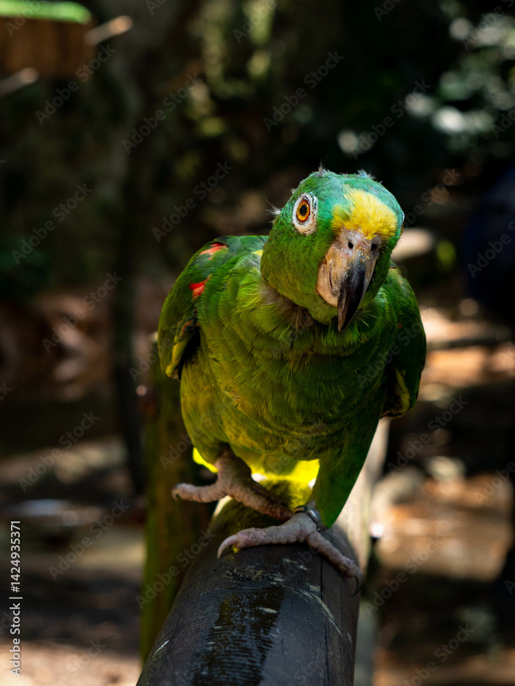 Obraz premium Loro
