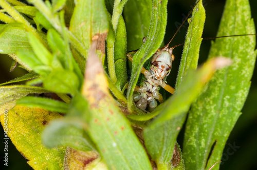 Bottom view of a Black-legged Meadow Katydid looking out of plant stem in Minnesota