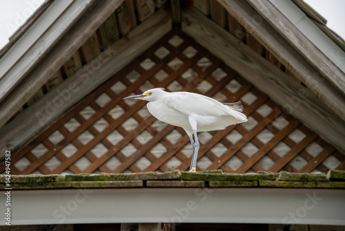 Snowy Egret standing on a roof top in Florida