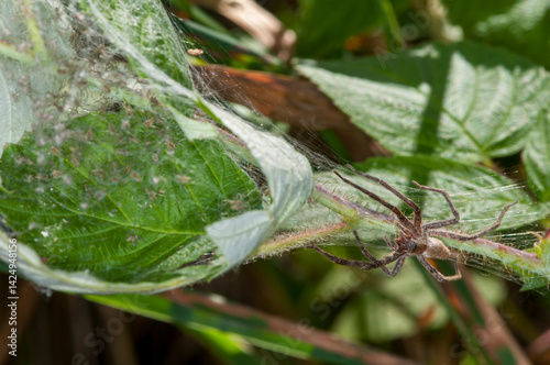 American Nursery Web Spider protecting her spiderlings in Wisconsin