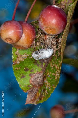 Spotted orb weaver with a wrapped up Japanese beetle in crab apple tree leaf in Minnesota