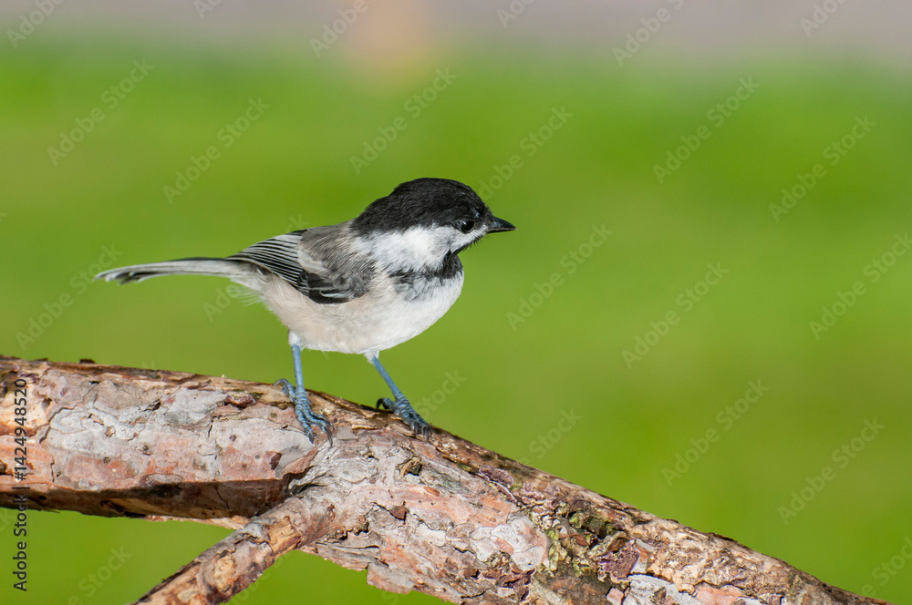Black-capped Chickadee perched on branch with green background Black-capped Chickadee perched on branch with green background