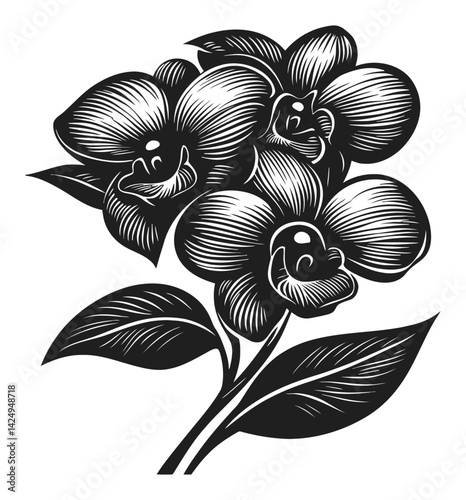 Elegant Black and White Floral Engraving of Orchid Flowers