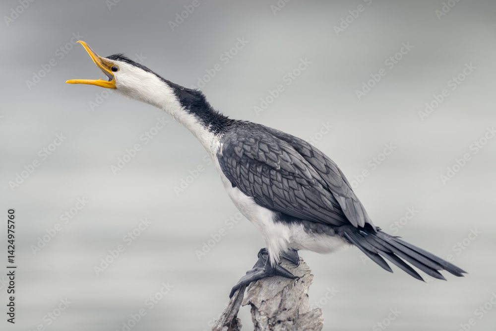A wild little pied cormorant (Microcarbo melanoleucos) yawning while perched on a weathered branch, Australia
