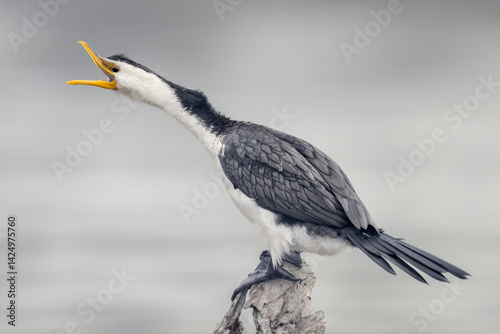Obraz na płótnie A wild little pied cormorant (Microcarbo melanoleucos) yawning while perched on a weathered branch, Australia w salonie