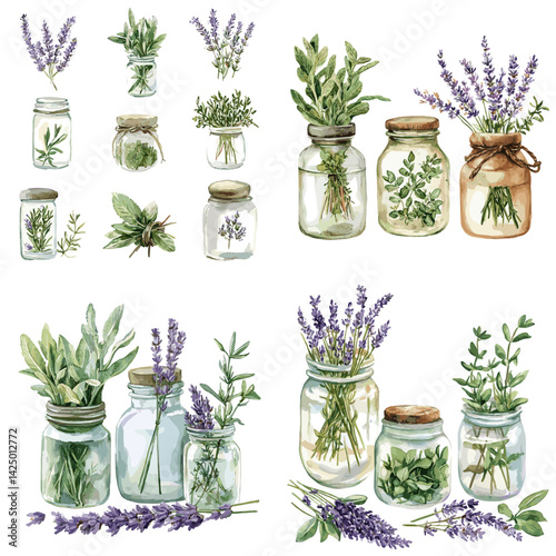 Set of watercolor illustrations featuring fresh herbs and lavender in glass jars. Botanical art perfect for natural products, organic branding, kitchen decor, and herbal medicine designs.

