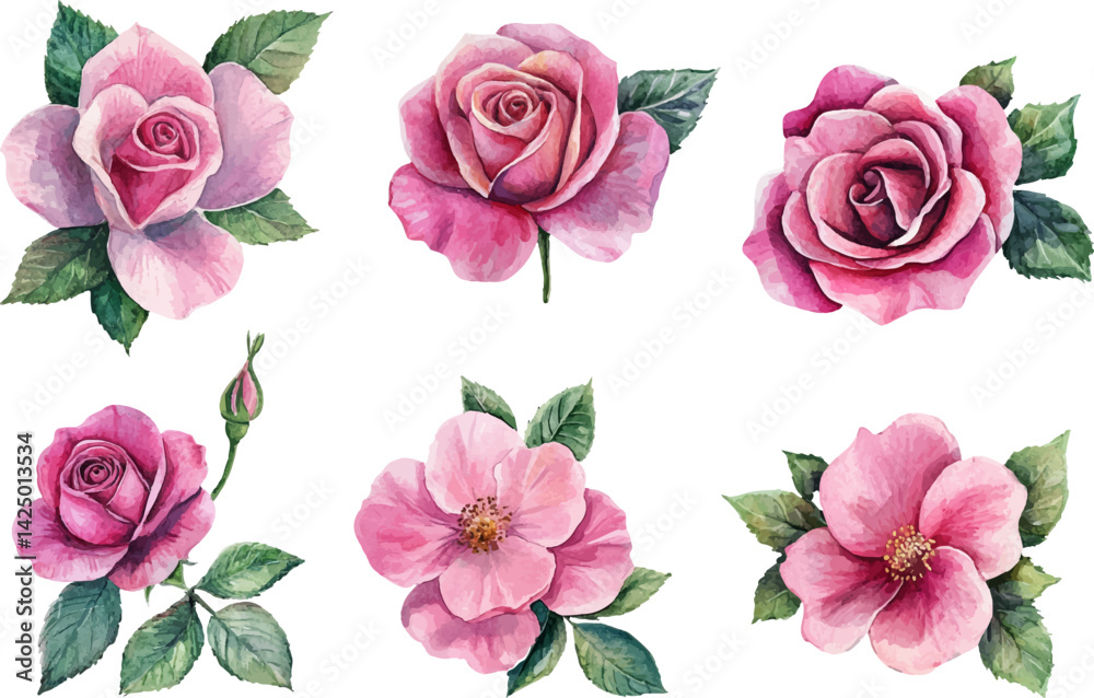 Naklejka premium Pink Roses flowers collection in Watercolor on white