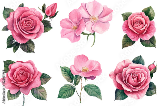Romantic Hand-Drawn Watercolor Pink Rose Flower