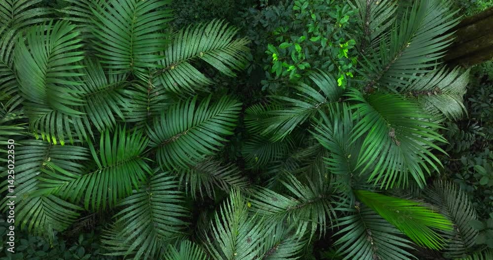 Lush leaves background in tropical forest Lush leaves background in tropical forest