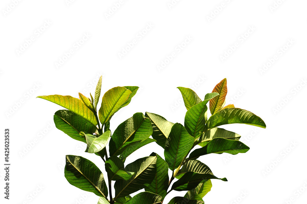 Obraz premium Close-up green leaf transparent background