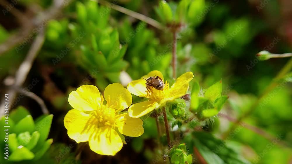 한국,구리꼬마꿀벌,꿀벌,꽃,꿀,Korea, flowers, honeybees, honey 한국,구리꼬마꿀벌,꿀벌,꽃,꿀,Korea, flowers, honeybees, honey